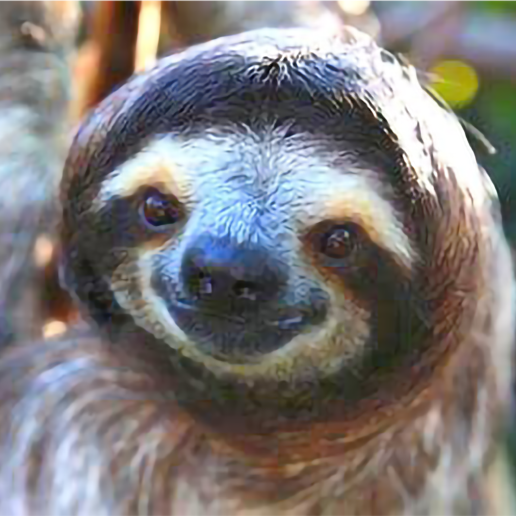 Sloth Encounter
