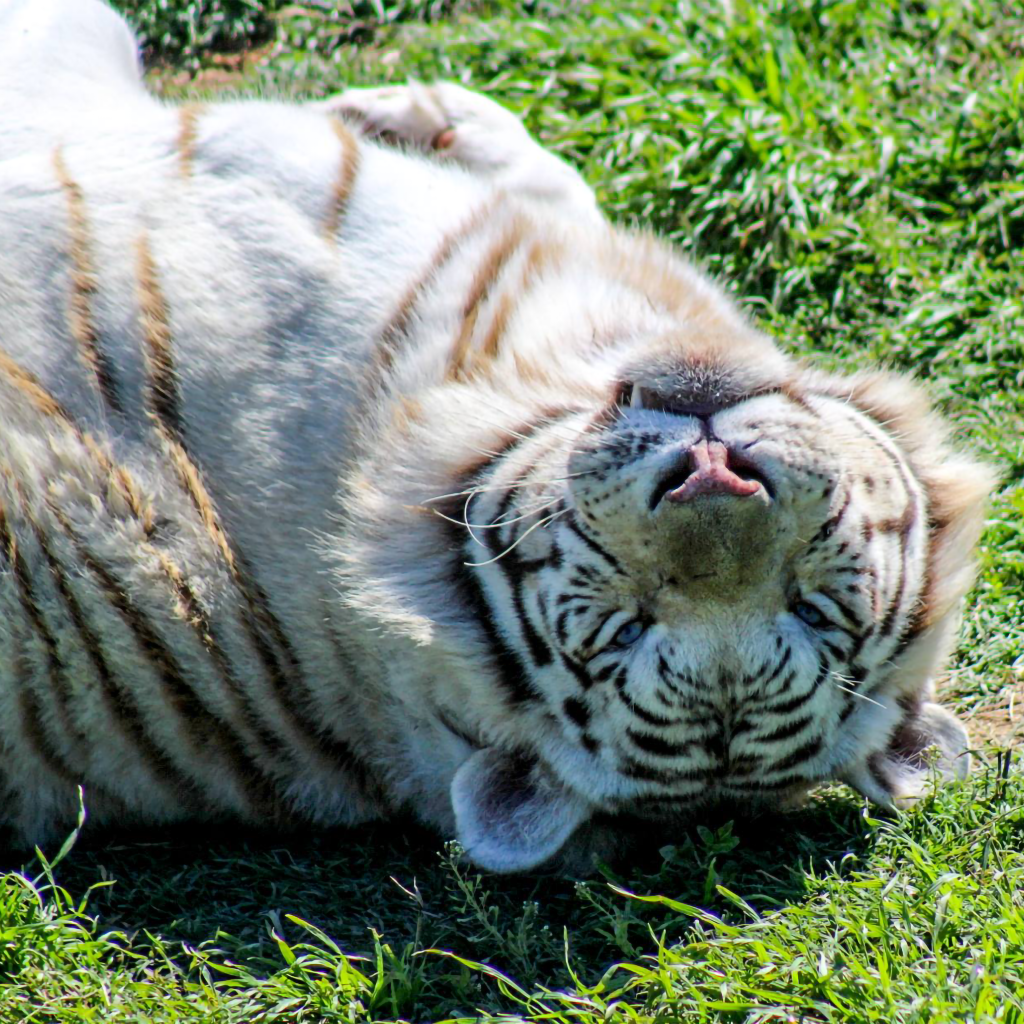 Sponsor Clay the Tiger